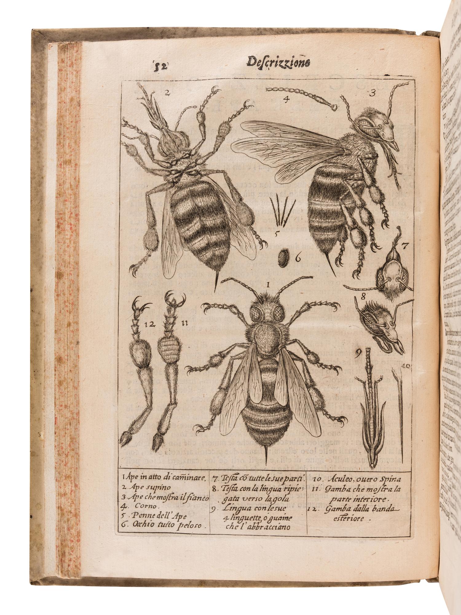 PERSIUS FLACCUS, Aulus (34-62). Persio tradotto in verso sciolto e dichiarato . Francesco Stelluti (1577-1653), translator. Rome: G. Mascardi, 1630.