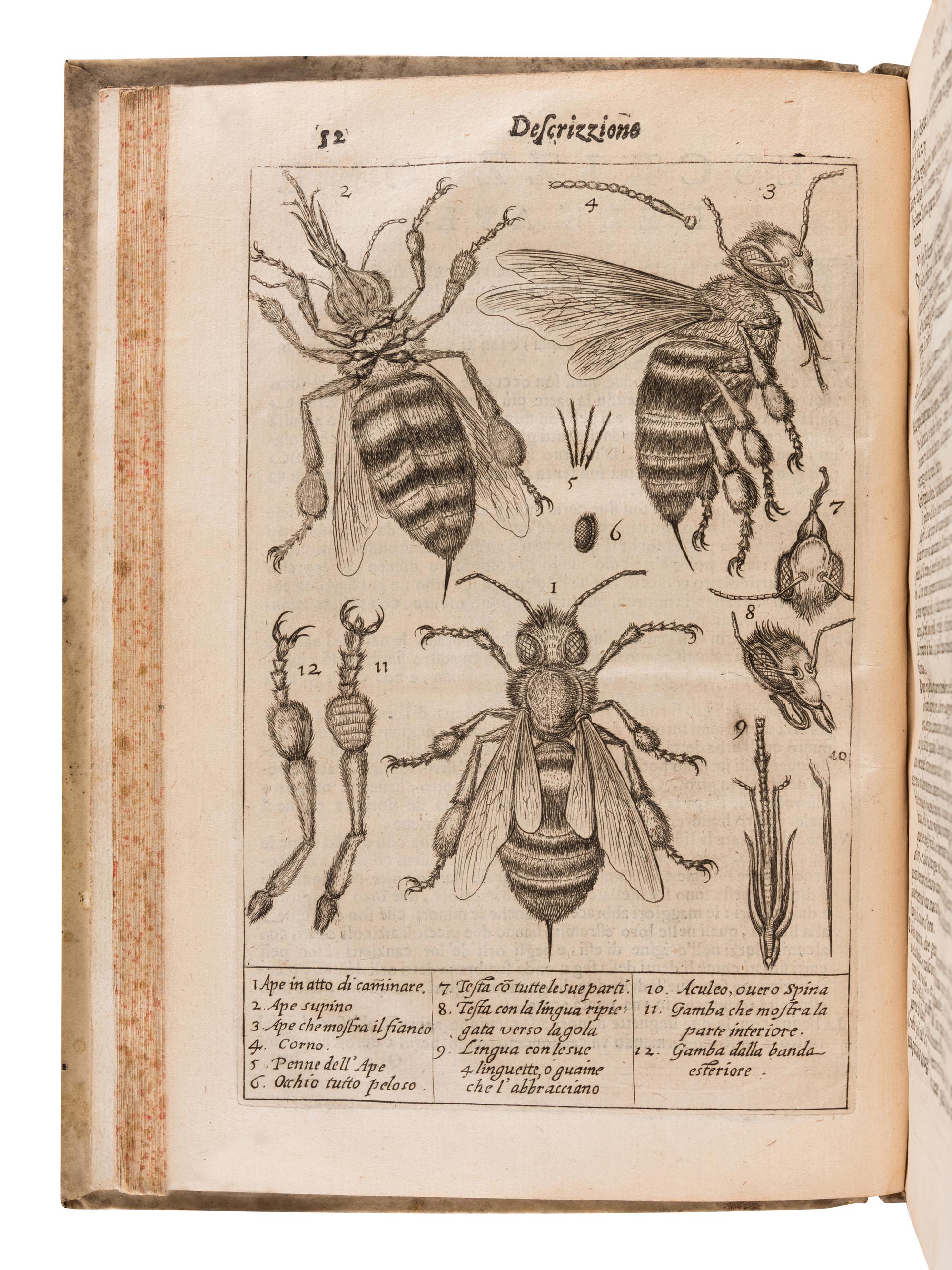 PERSIUS FLACCUS, Aulus (34-62). Persio tradotto in verso sciolto e dichiarato . Francesco Stelluti (1577-1653), translator. Rome: G. Mascardi, 1630.