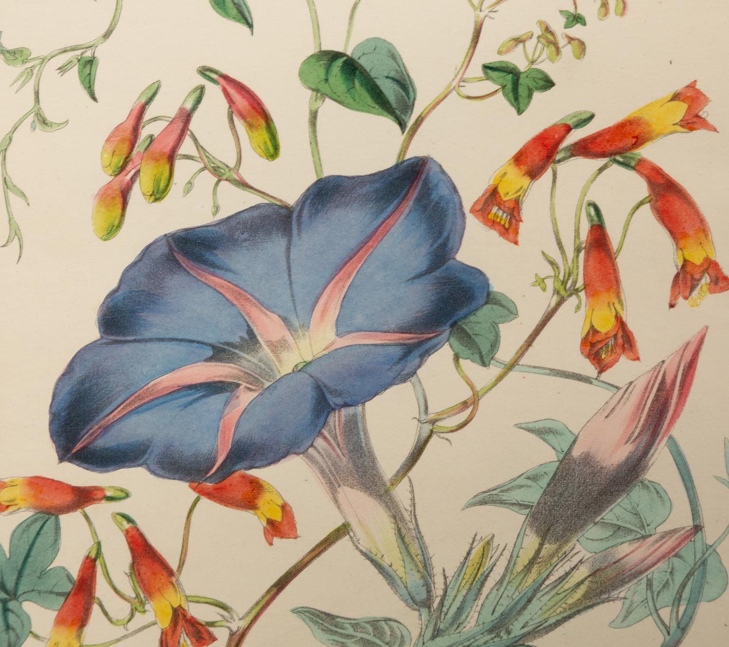 A Set of Five Botanical Lithographs