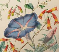 A Set of Five Botanical Lithographs