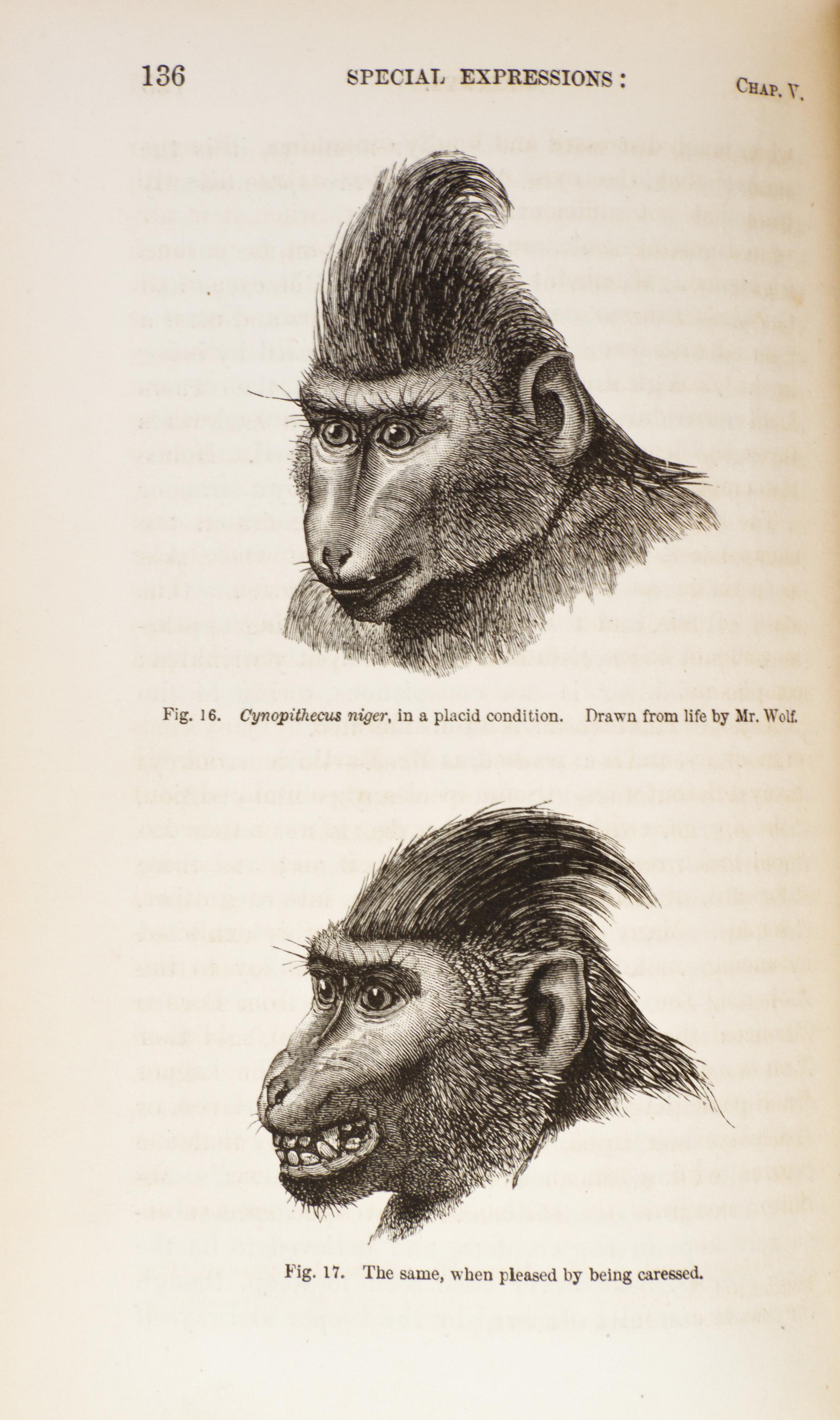 DARWIN, CHARLES. The Expression of the Emotions in Man and Animals. London, 1872. First edition, second issue. With 7 plates.