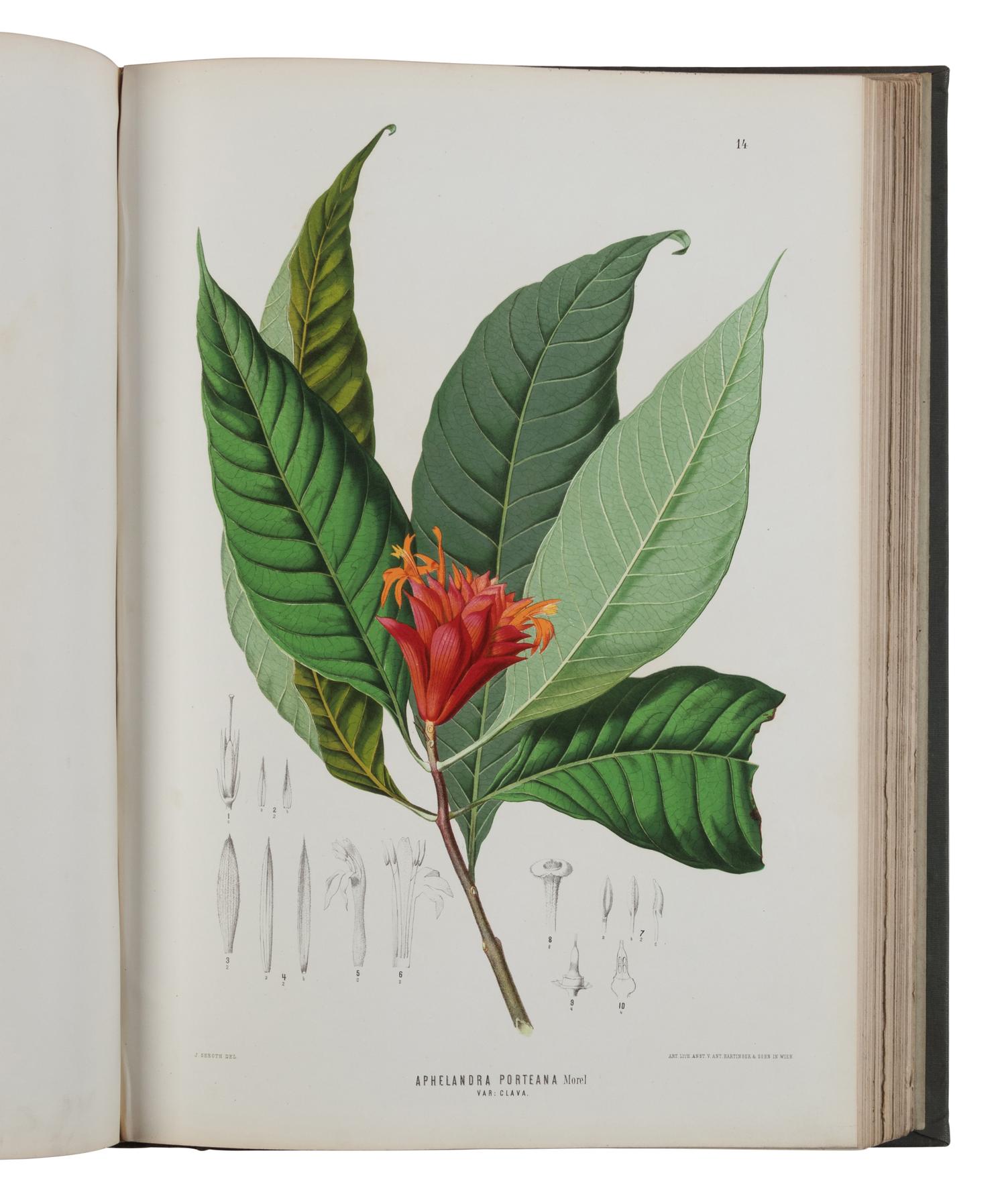 [NATURAL HISTORY]. WAWRA VON FERNSEE, Heinrich (1831-1887). Botanische ergebnisse der reise seiner majestat des Kaisers von Mexico Maximilian I. nach Brasilien (1859-60) . Vienna: Carl Gerold's Son, 1866.