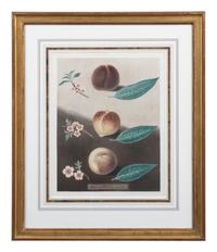 Four Botanical Aquatints by George Brookshaw (British, 1751-1823)