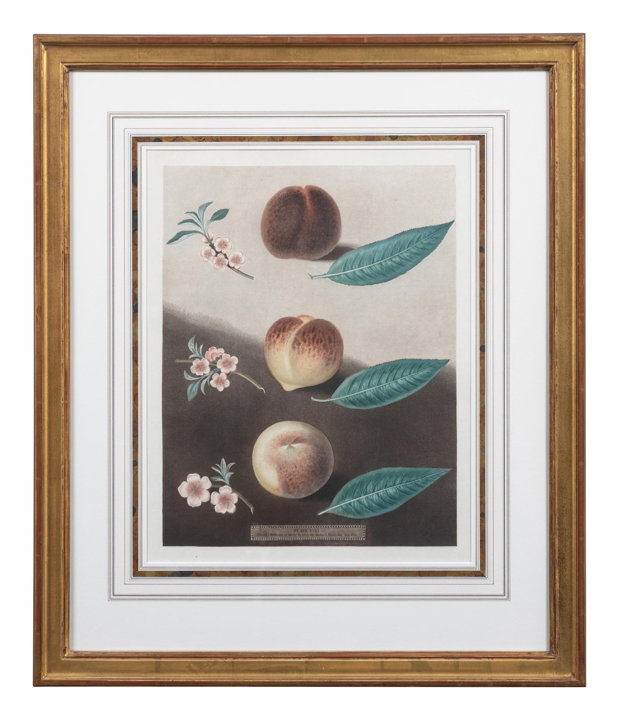 Four Botanical Aquatints by George Brookshaw (British, 1751-1823)