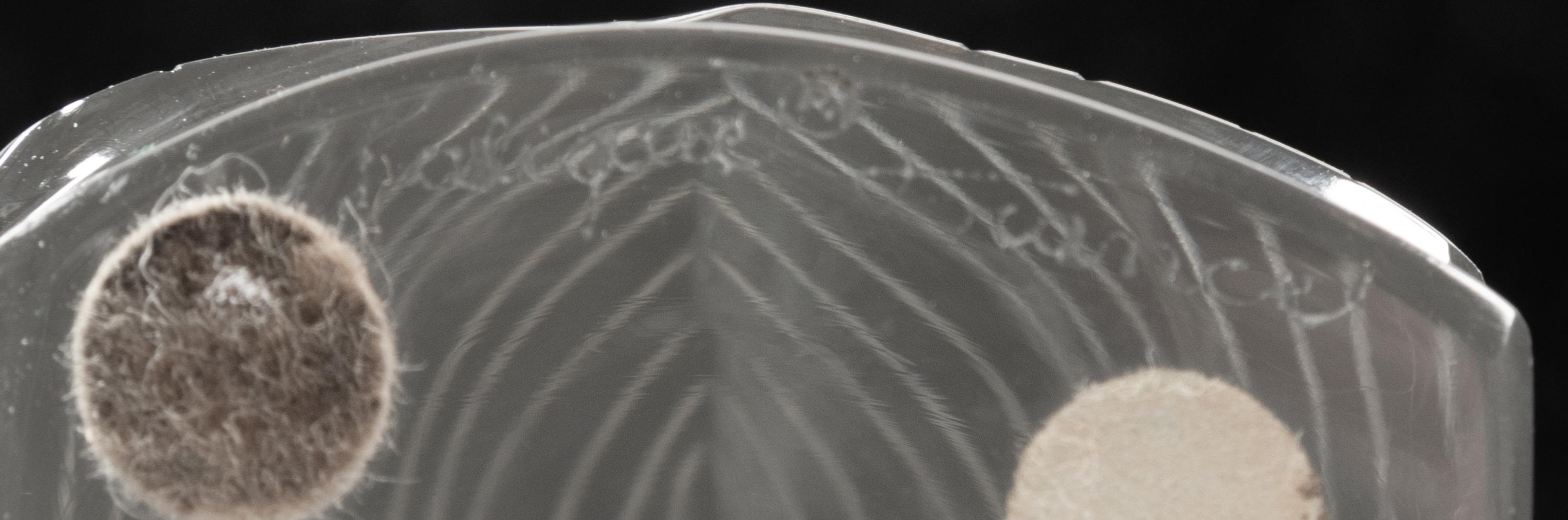A Lalique Louisiane Sculpture