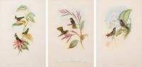 John Gould (British, 1804-1881)