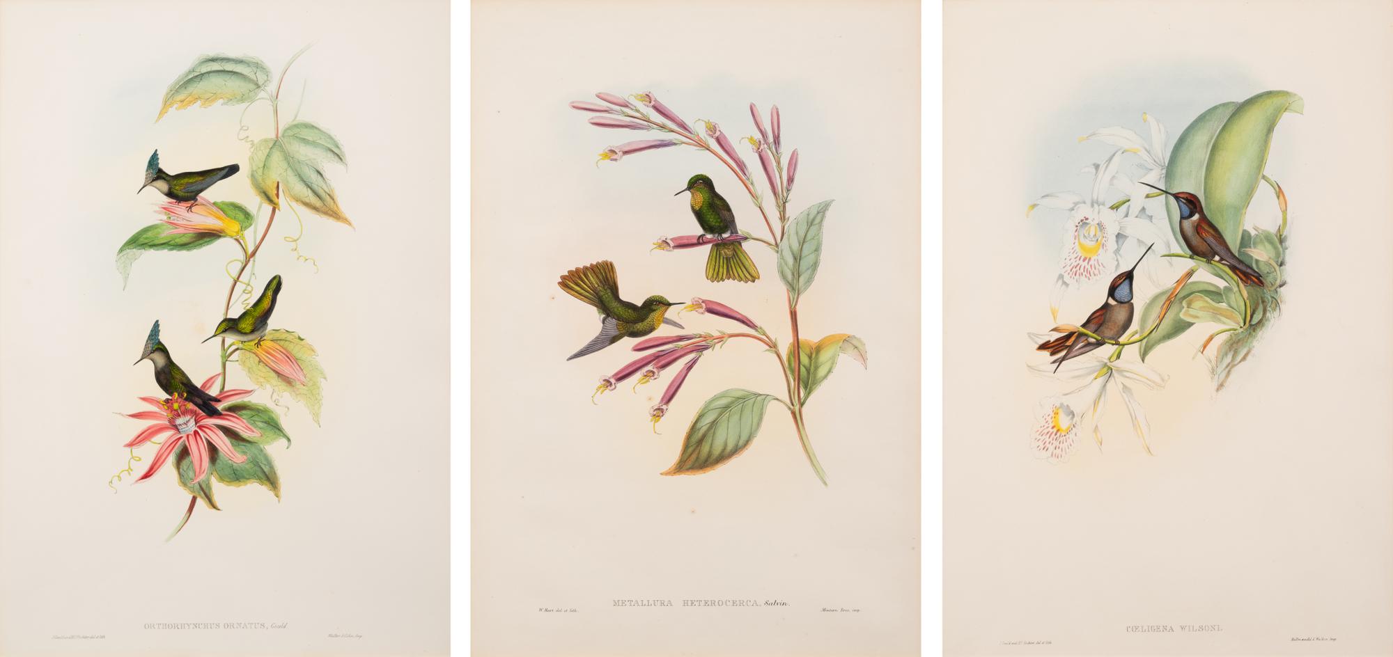John Gould (British, 1804-1881)