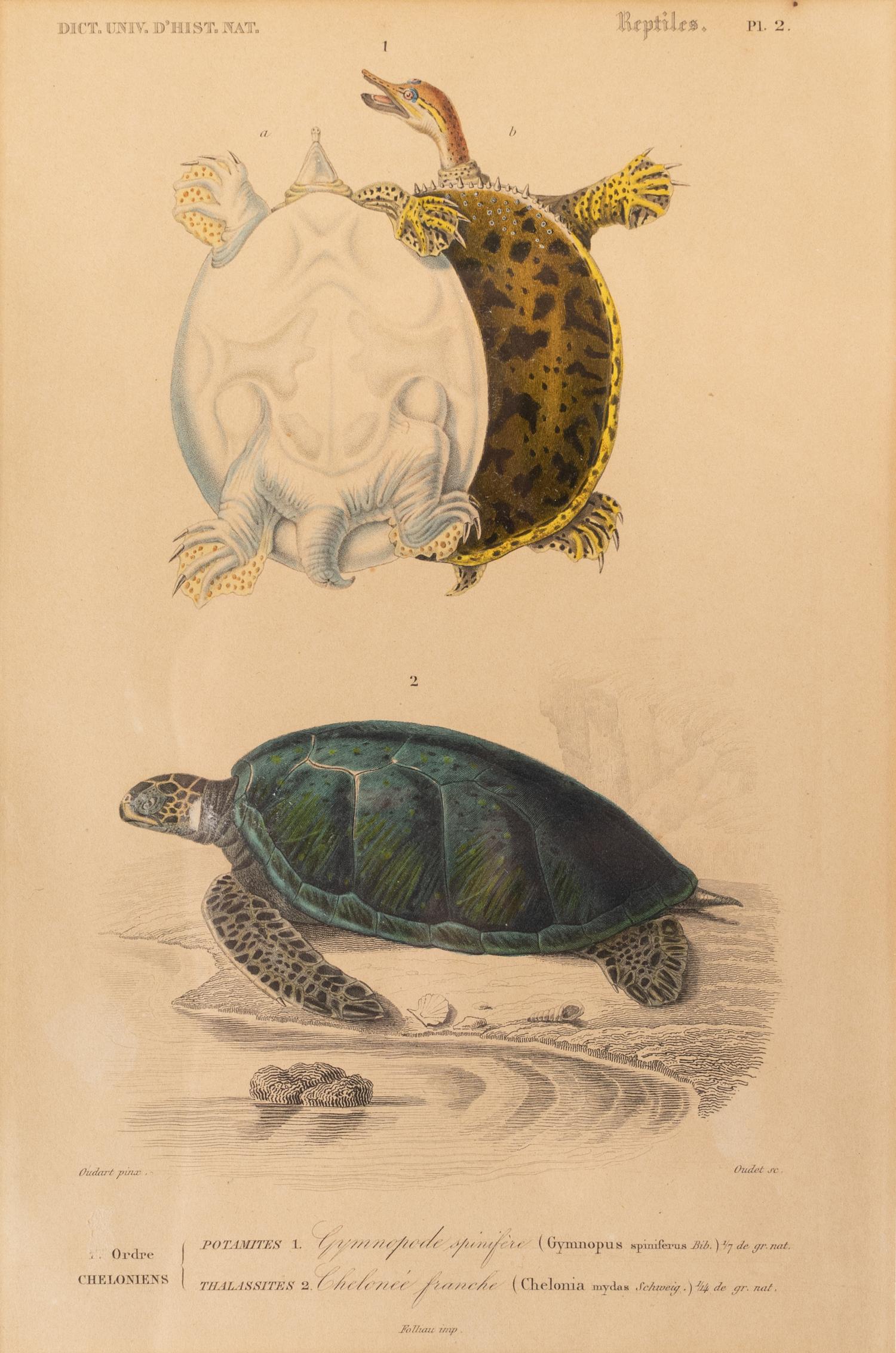 Turtle Species (Two Engravings)
