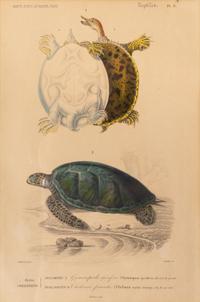 Turtle Species (Two Engravings)