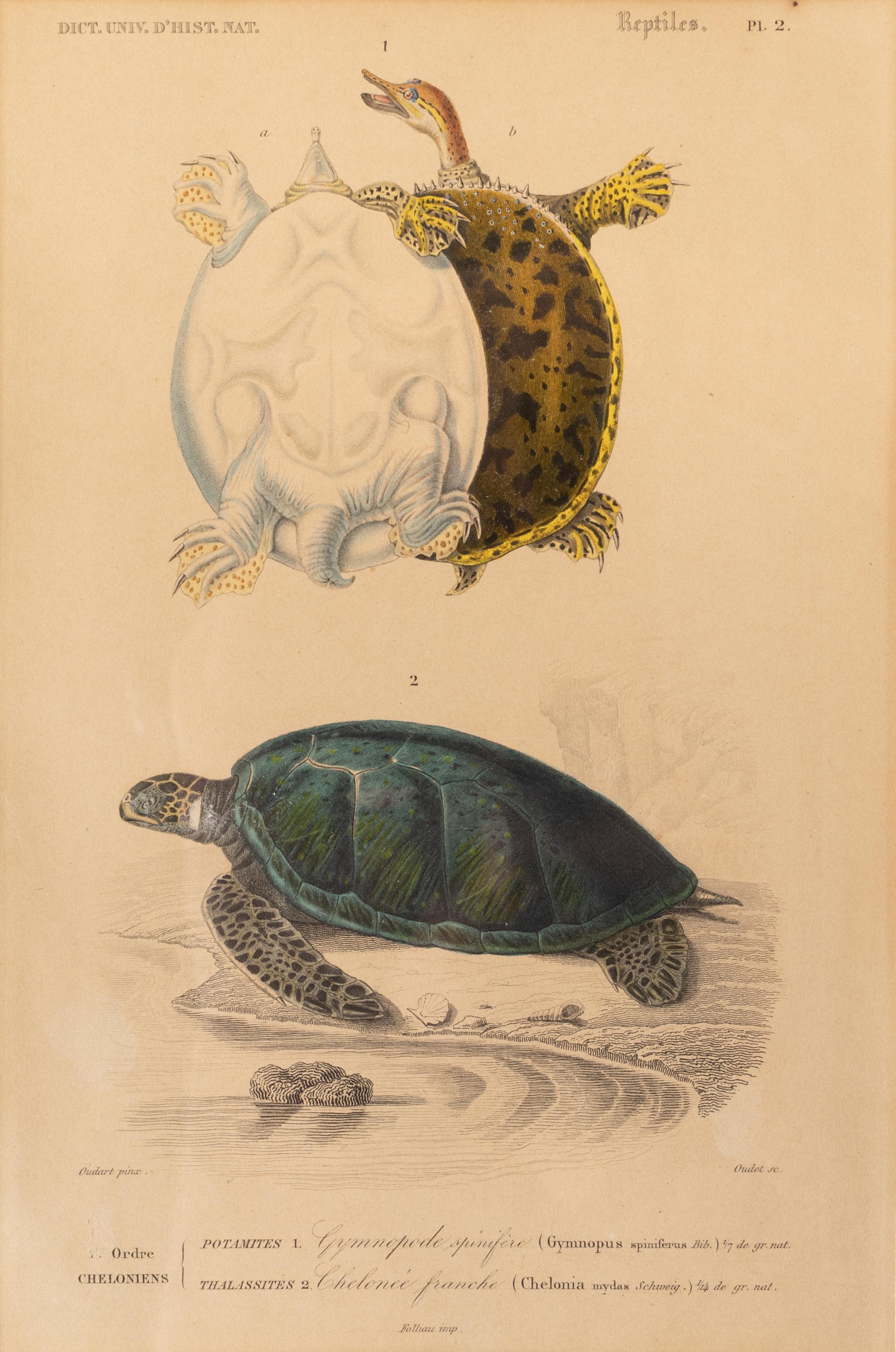 Turtle Species (Two Engravings)