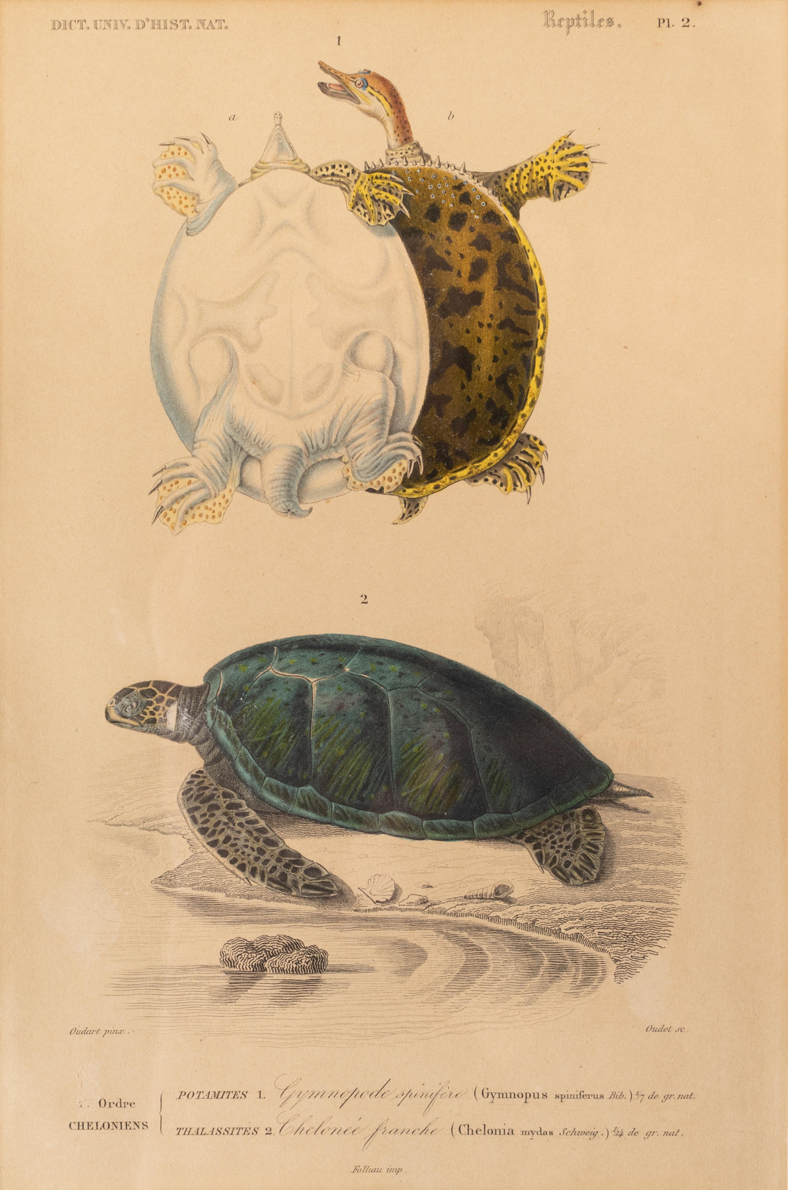 Turtle Species (Two Engravings)
