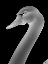 A Pair of Lalique Cygnes Sculptures