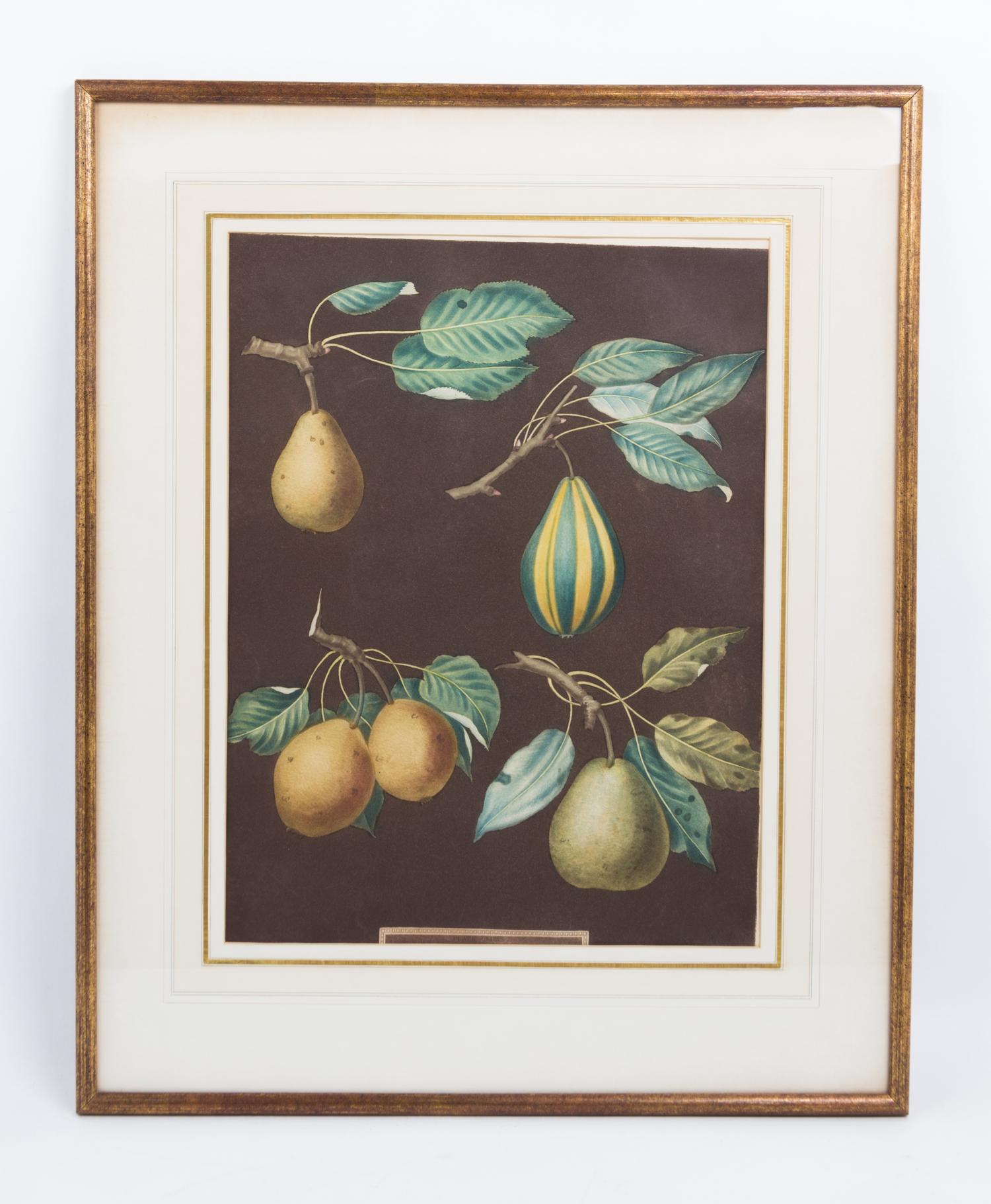 A Collection of Framed Botanical Prints Height of first pair 9 3/4 x width 7 3/4 inches.