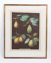 A Collection of Framed Botanical Prints Height of first pair 9 3/4 x width 7 3/4 inches.