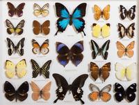 Five Framed Groups of Lepidopterological Specimens