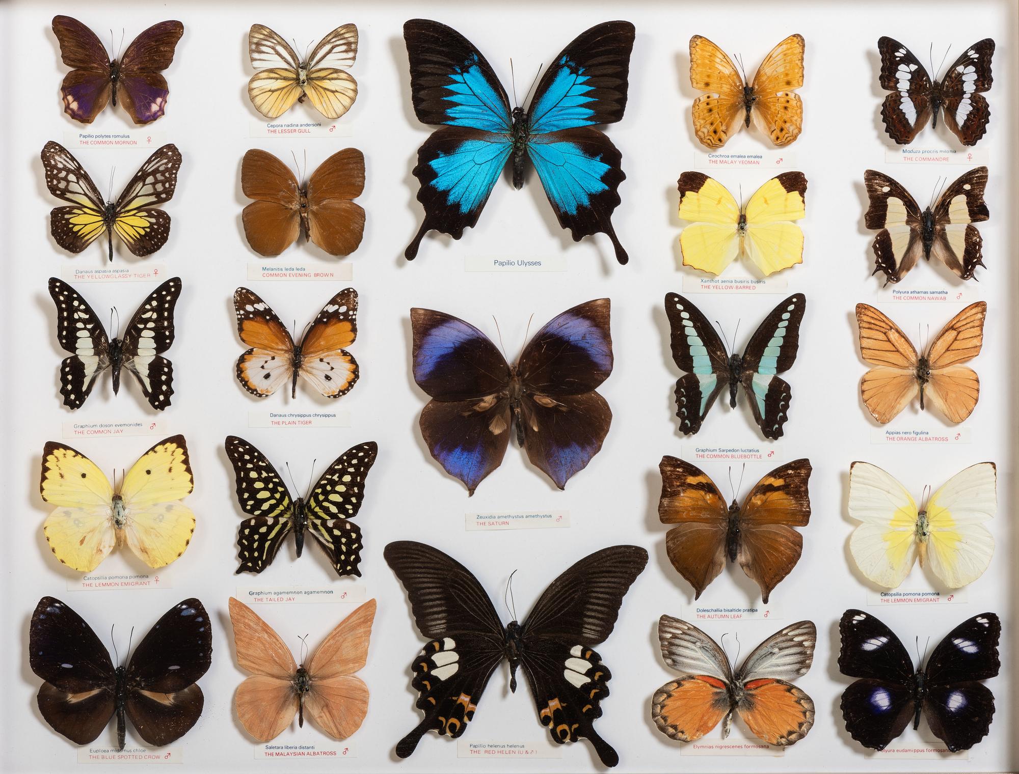 Five Framed Groups of Lepidopterological Specimens