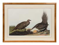 After John James Audubon (American, 1785-1851)