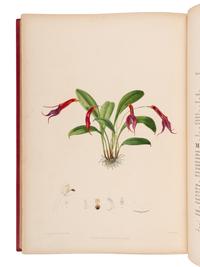 WOOLWARD, Florence (1854-1930). The Genus Masdevallia, issued by the Marquess of Lothian, K.T., Chiefly from Plants in his Collection of Orchids at Newbattle Abbey... with additional notes by F.C. Lehmann . London: Lyne & Sons for R.H. Porter, 1890-1896.