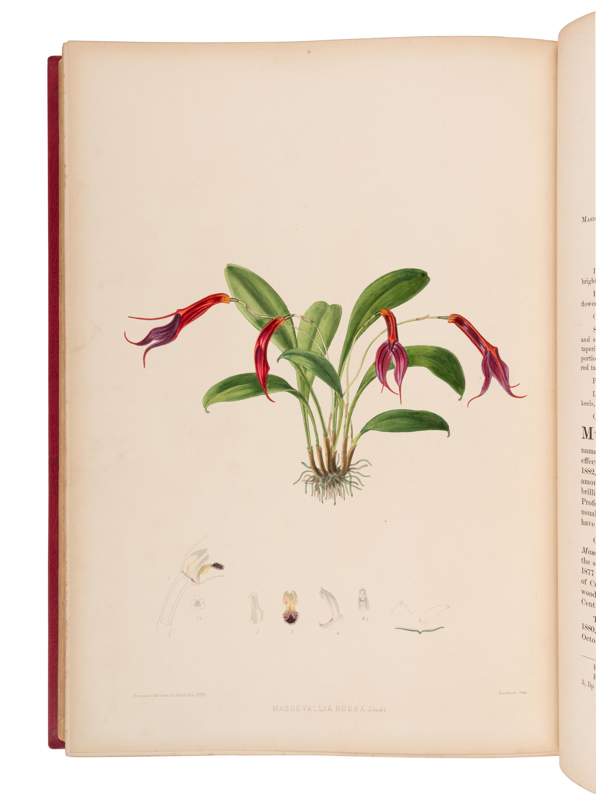 WOOLWARD, Florence (1854-1930). The Genus Masdevallia, issued by the Marquess of Lothian, K.T., Chiefly from Plants in his Collection of Orchids at Newbattle Abbey... with additional notes by F.C. Lehmann . London: Lyne & Sons for R.H. Porter, 1890-1896.