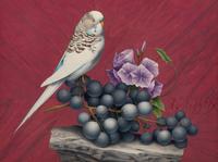 Budgie and Grapes