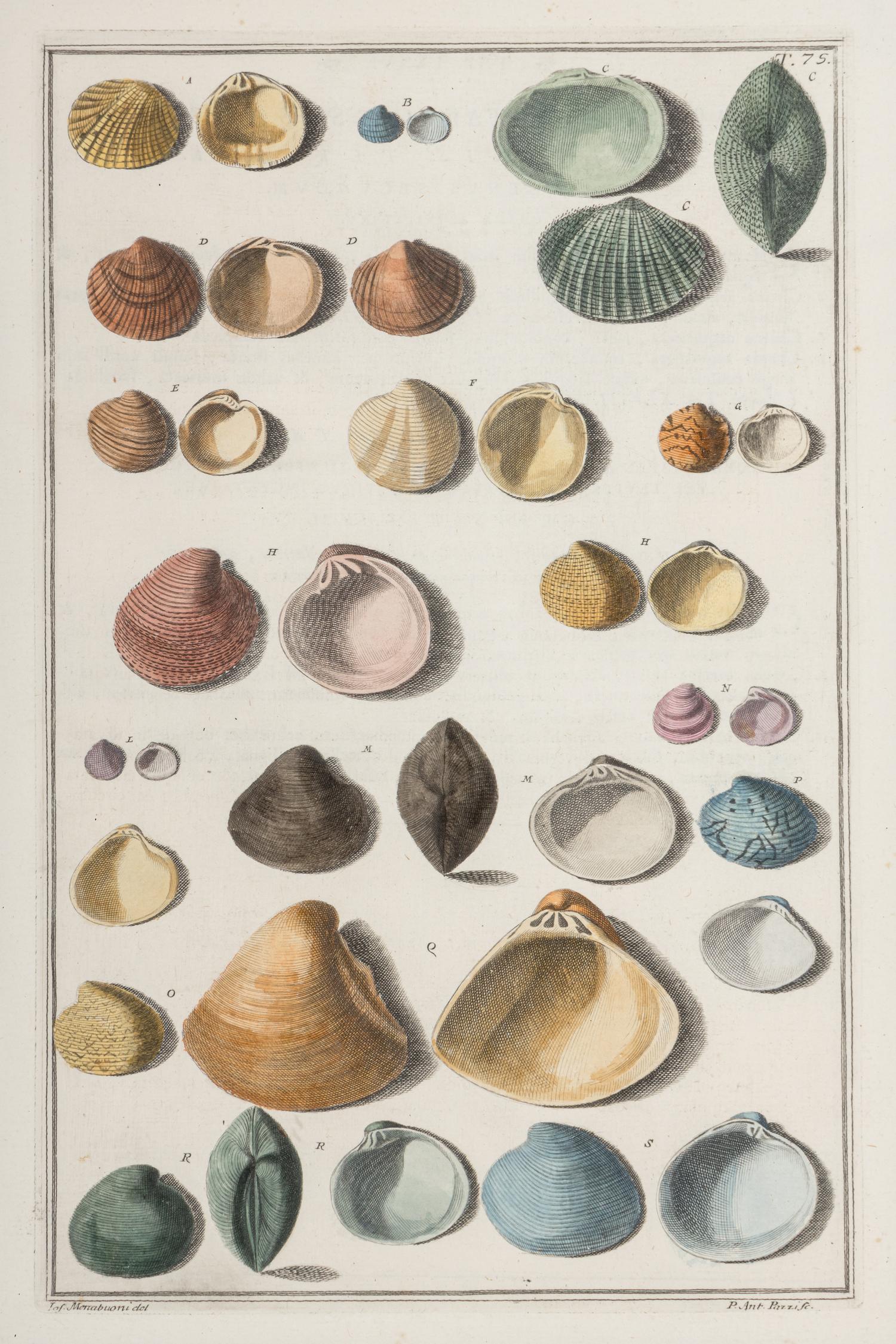 Five Framed Hand-Colored Engravings Depicting Mineral and Shell Specimens