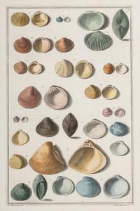 Five Framed Hand-Colored Engravings Depicting Mineral and Shell Specimens
