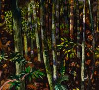 Spring in Deep Woods, California , 1976