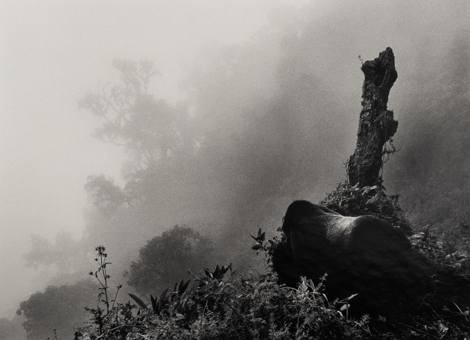 Sebastião Salgado (born 1944) Ubumbwe (Silverback mountain gorilla – leader of the Amahoro group) in Mist over the Forest of the Bisoke Volcano, Rwanda, from "Genesis," 2004