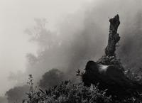 Sebastião Salgado (born 1944) Ubumbwe (Silverback mountain gorilla – leader of the Amahoro group) in Mist over the Forest of the Bisoke Volcano, Rwanda, from "Genesis," 2004