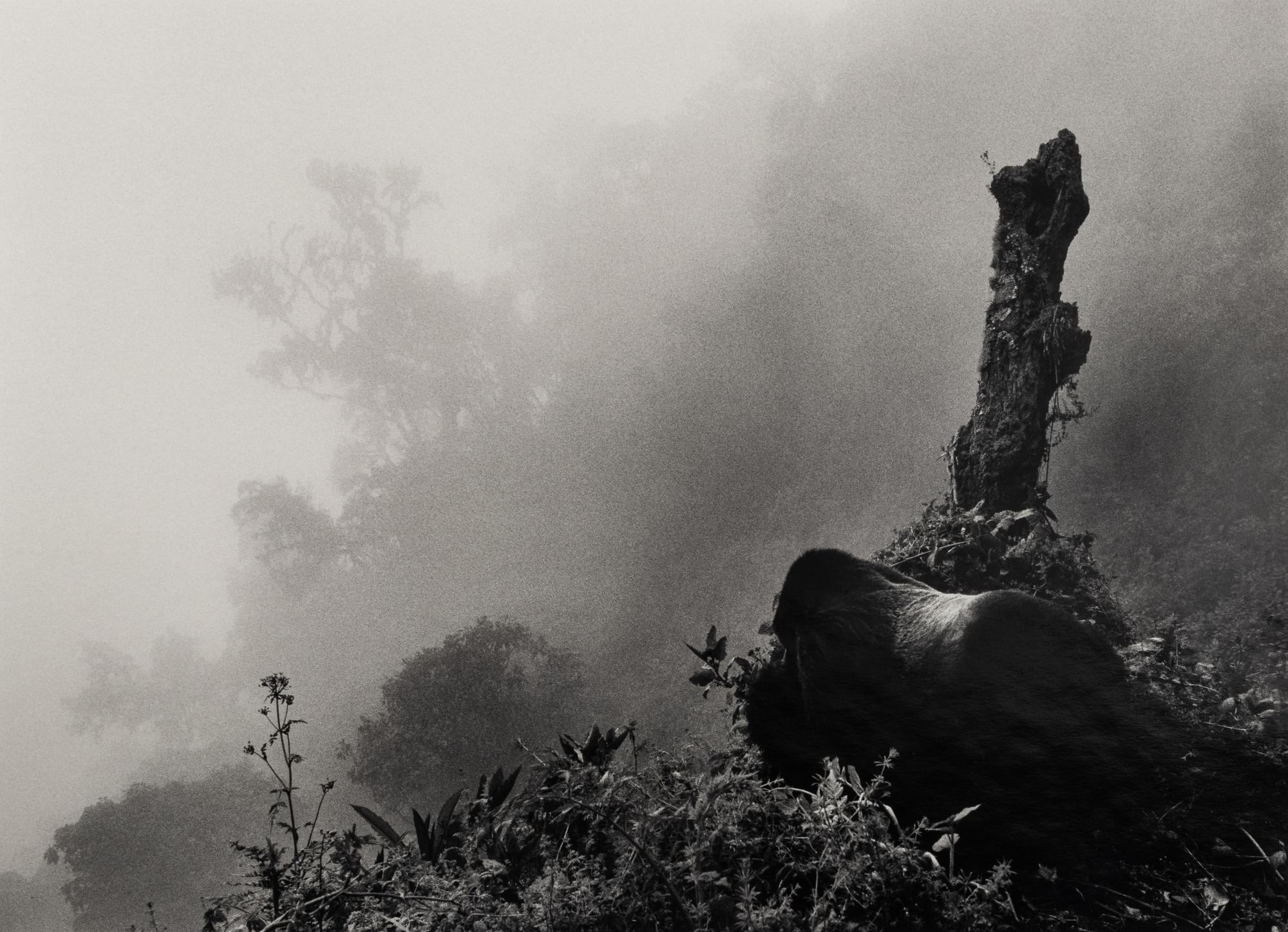 Sebastião Salgado (born 1944) Ubumbwe (Silverback mountain gorilla – leader of the Amahoro group) in Mist over the Forest of the Bisoke Volcano, Rwanda, from "Genesis," 2004