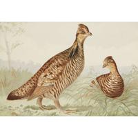 ALEXANDER POPE JUNIOR (AMERICAN 1849-1924) "BLACK DUCK" FROM UPLAND GAME BIRDS AND WATERFOWL OF THE UNITED STATES