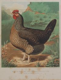 Twelve English Handcolored Engravings, Height of first 9 1/2 x width 7 1/8 inches (visible).
