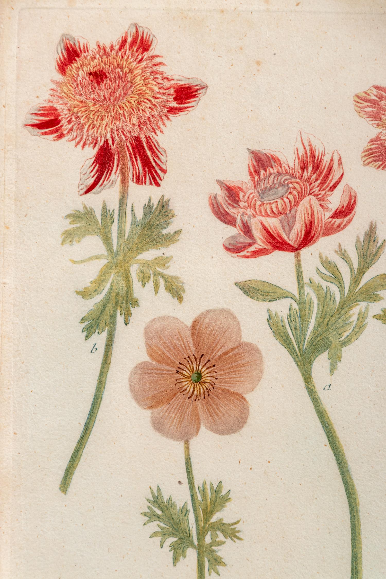 A Set of Six Hand-Colored Botanical Engravings