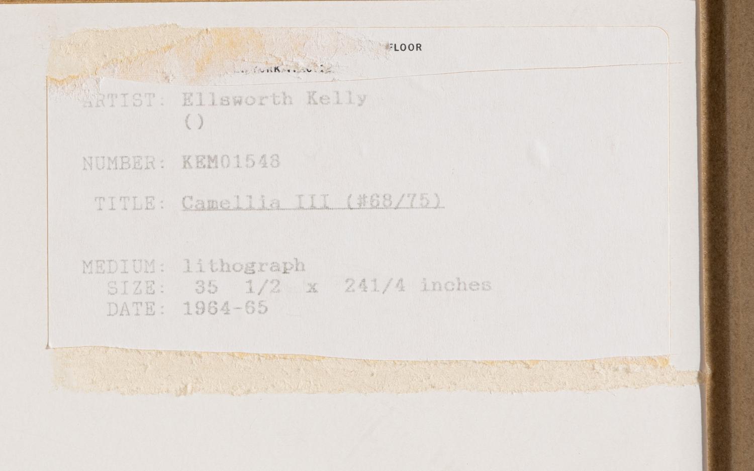 Camellia III (from Suite of Plant Lithographs ), 1964-1965