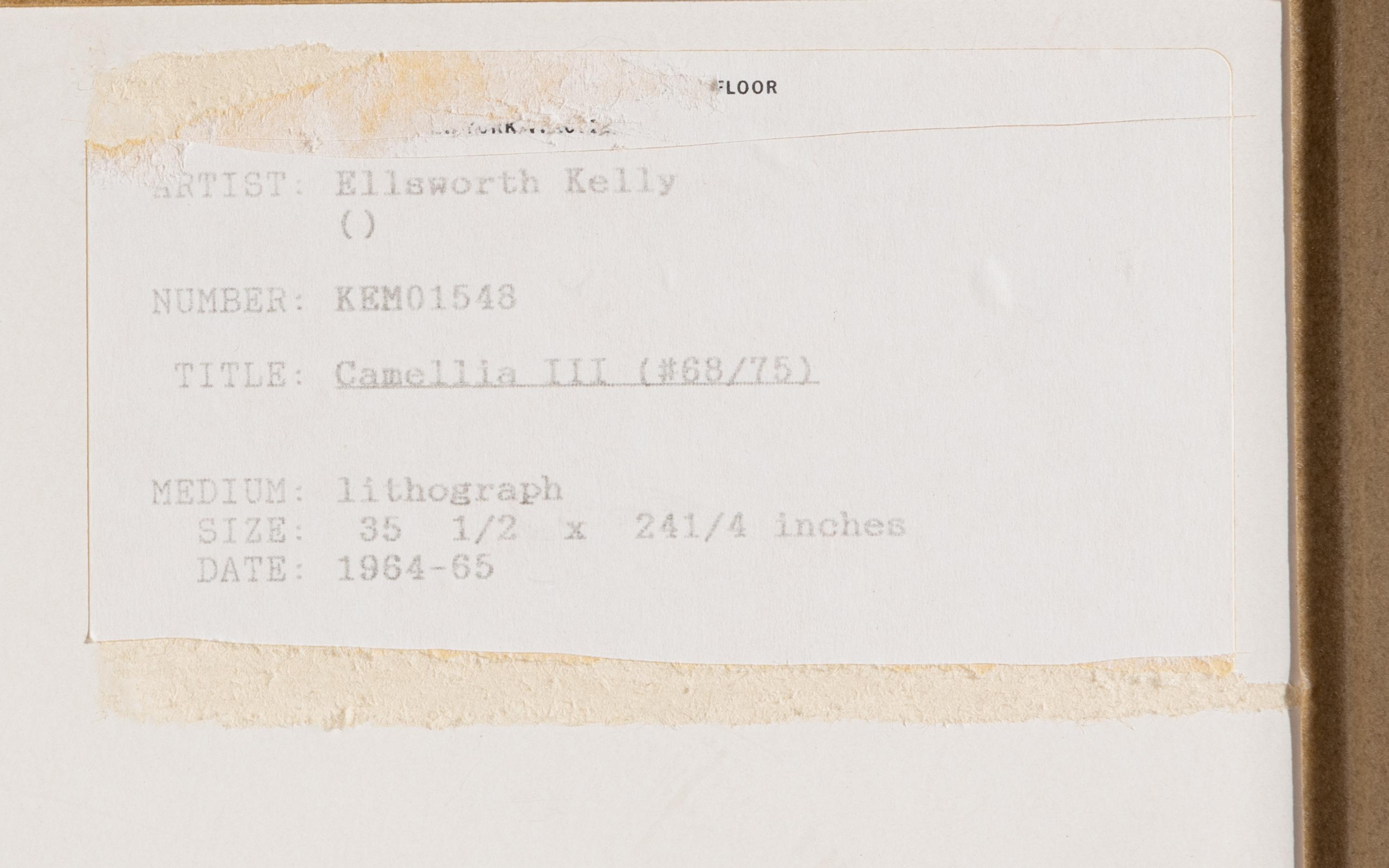 Camellia III (from Suite of Plant Lithographs ), 1964-1965