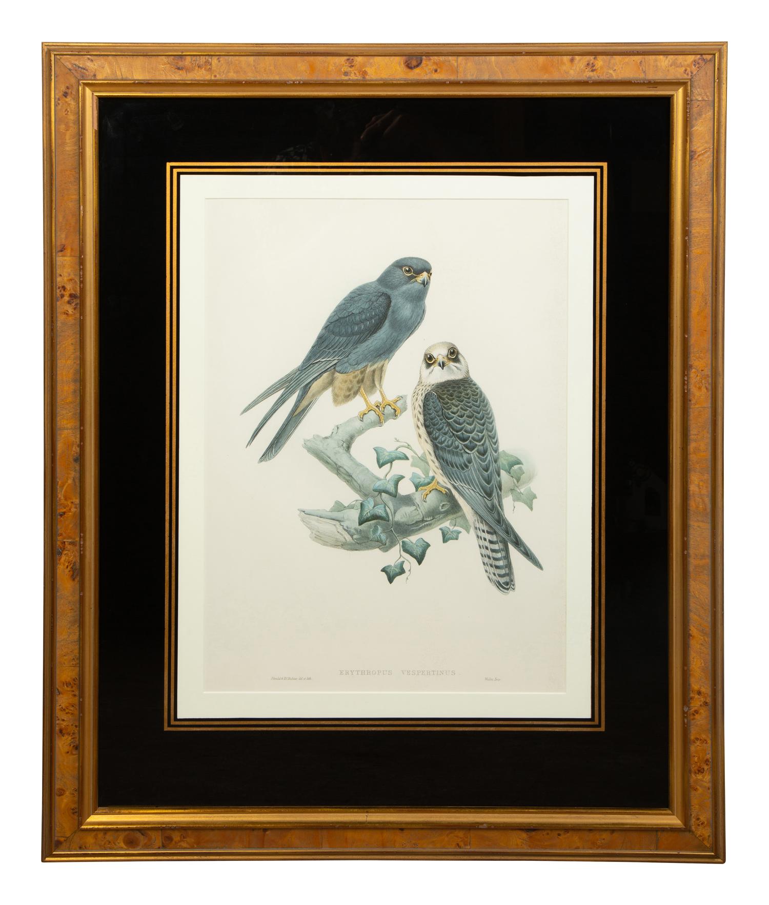 Nine Ornithological Color Lithographs from John Goulds Birds of Great Britain — 19TH CENTURY