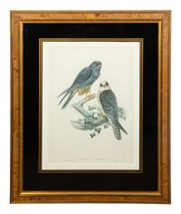 Nine Ornithological Color Lithographs from John Goulds Birds of Great Britain — 19TH CENTURY