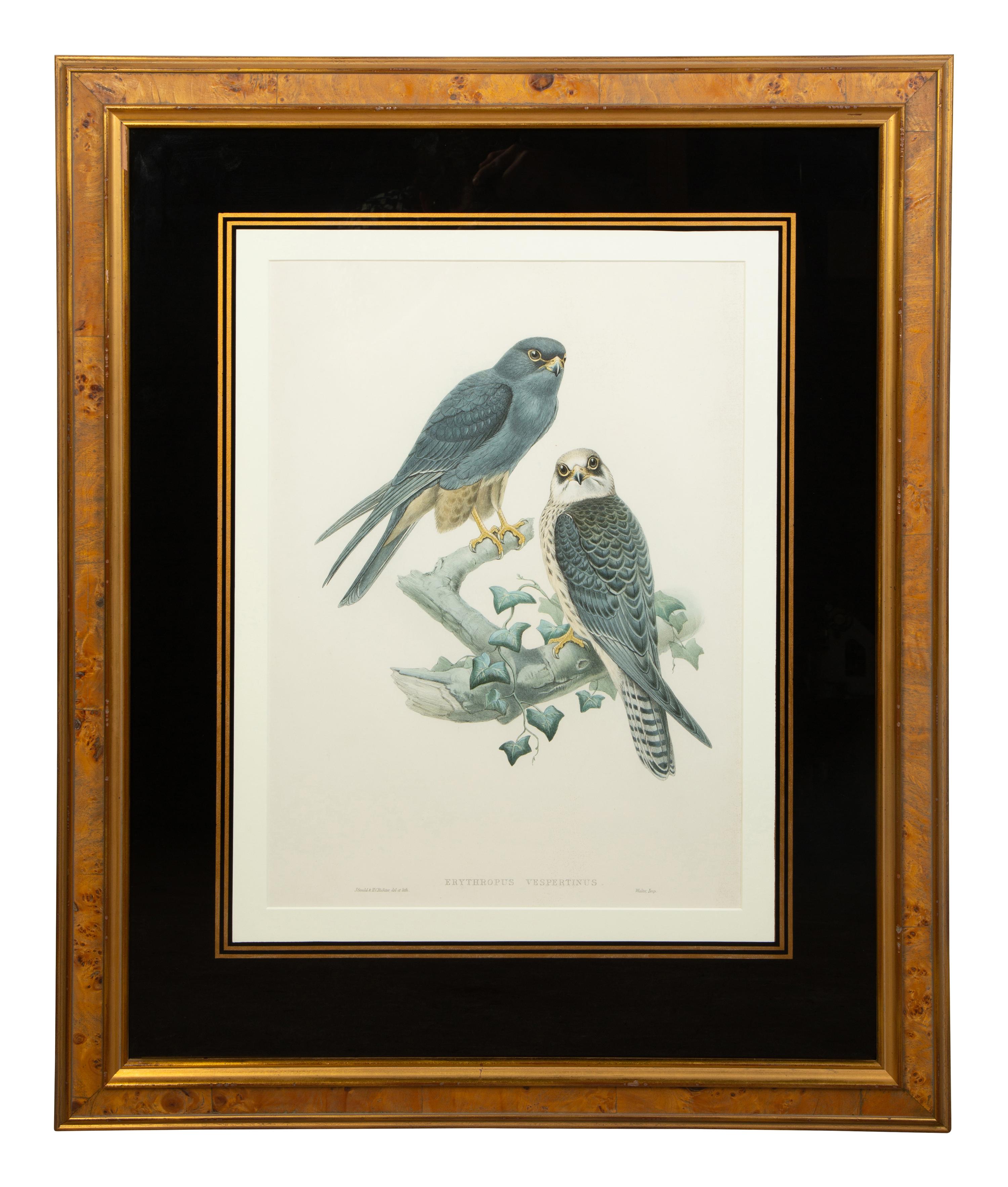 Nine Ornithological Color Lithographs from John Goulds Birds of Great Britain — 19TH CENTURY