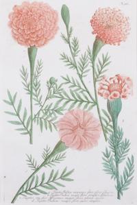 A Set of Two Chromolithographs of Botanicals Each: 13 x 8 1/2 inches.