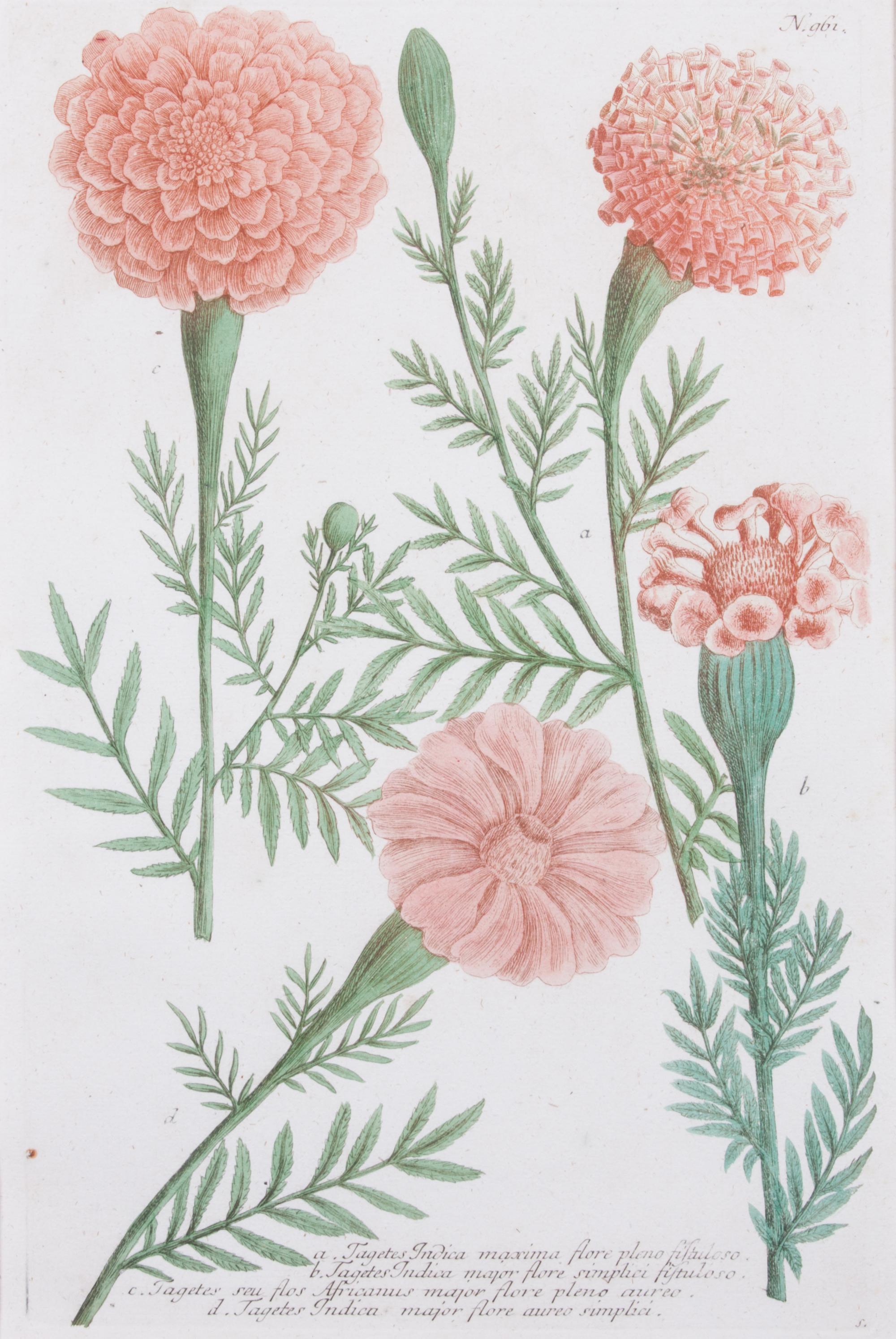 A Set of Two Chromolithographs of Botanicals Each: 13 x 8 1/2 inches.