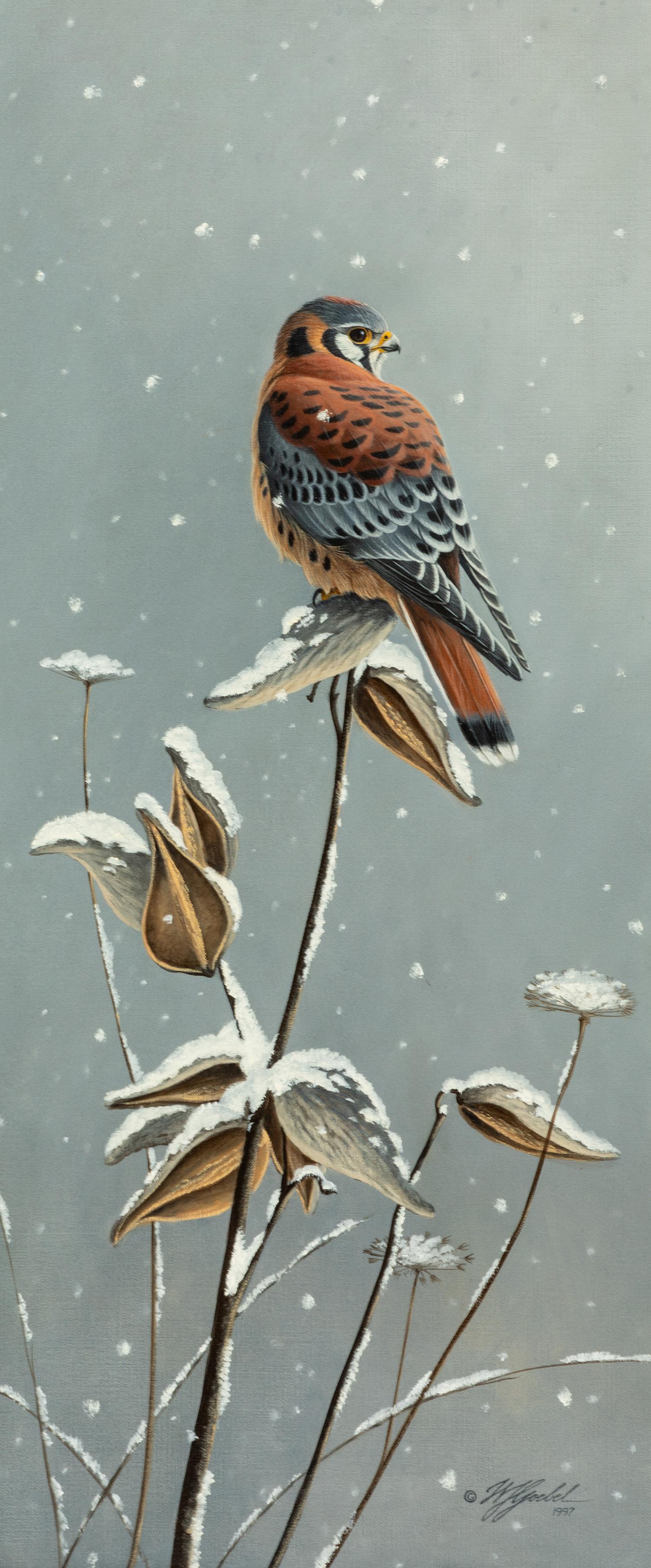 Winter Kestrel , 1997
