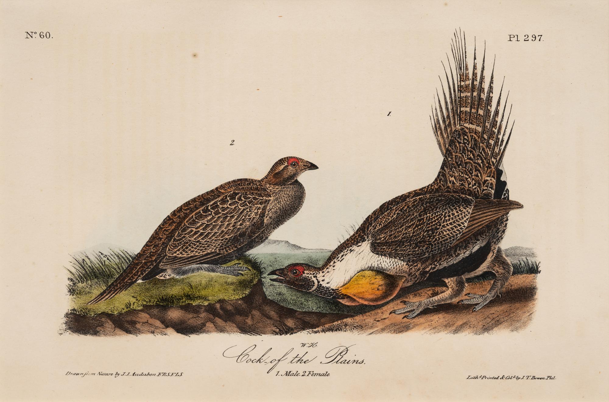 AUDUBON, John James (1785-1852) et al, after A group of 10 octavo-format prints, comprising: