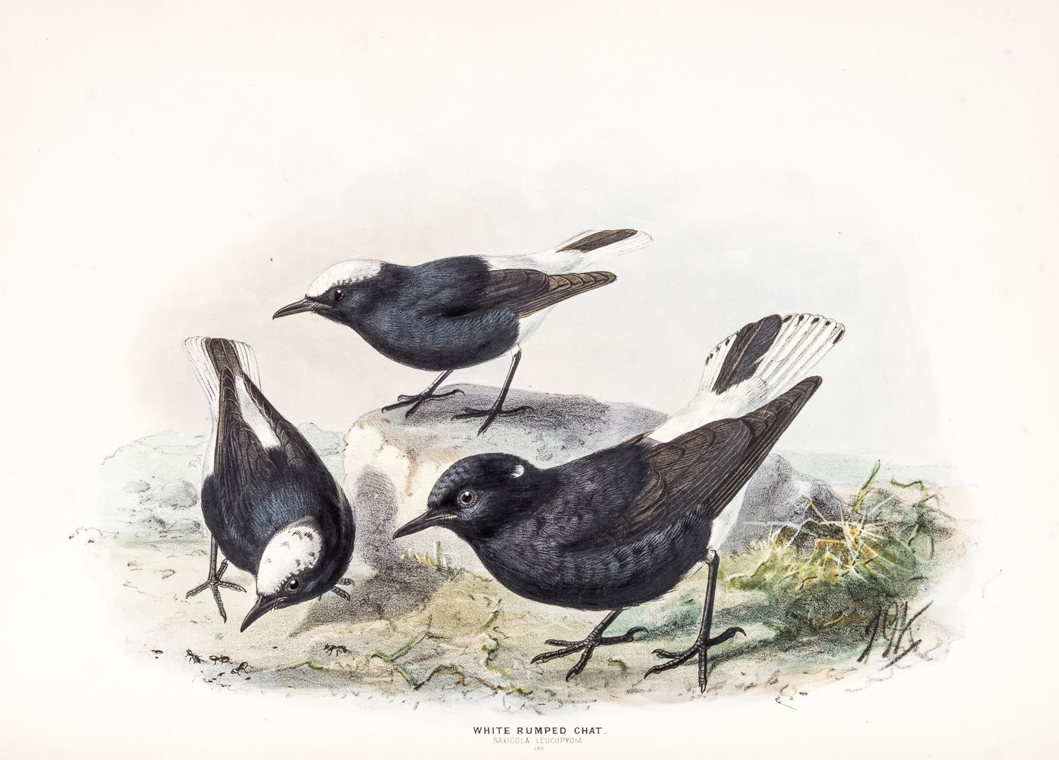 DRESSER, HENRY EELES. A History of the Birds of Europe. London, 1871-1896. Vols. 2-3 (of 9) only.