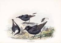 DRESSER, HENRY EELES. A History of the Birds of Europe. London, 1871-1896. Vols. 2-3 (of 9) only.