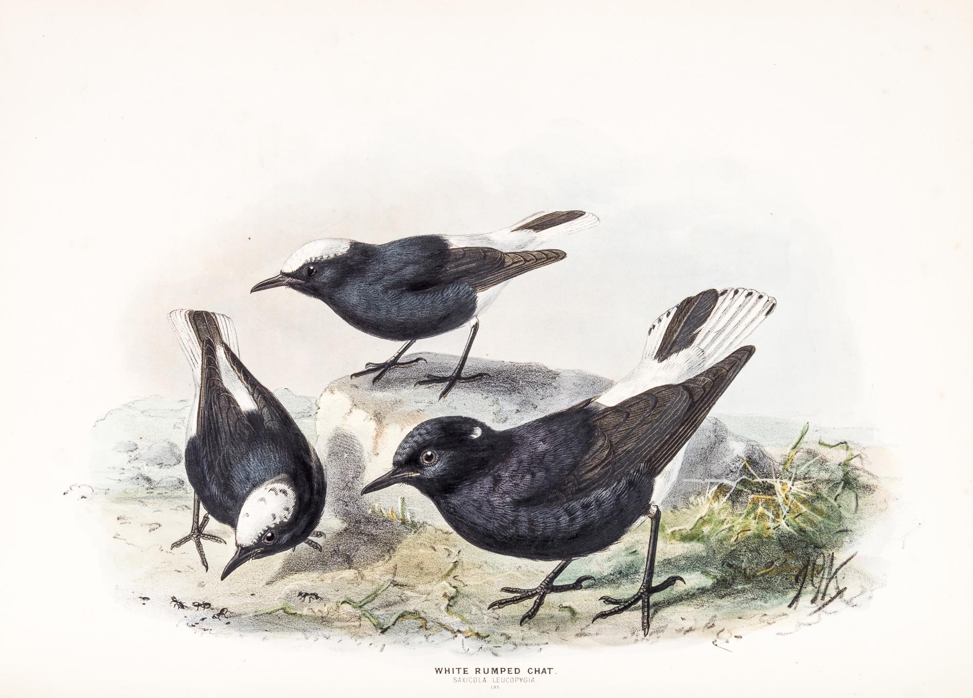 DRESSER, HENRY EELES. A History of the Birds of Europe. London, 1871-1896. Vols. 2-3 (of 9) only.