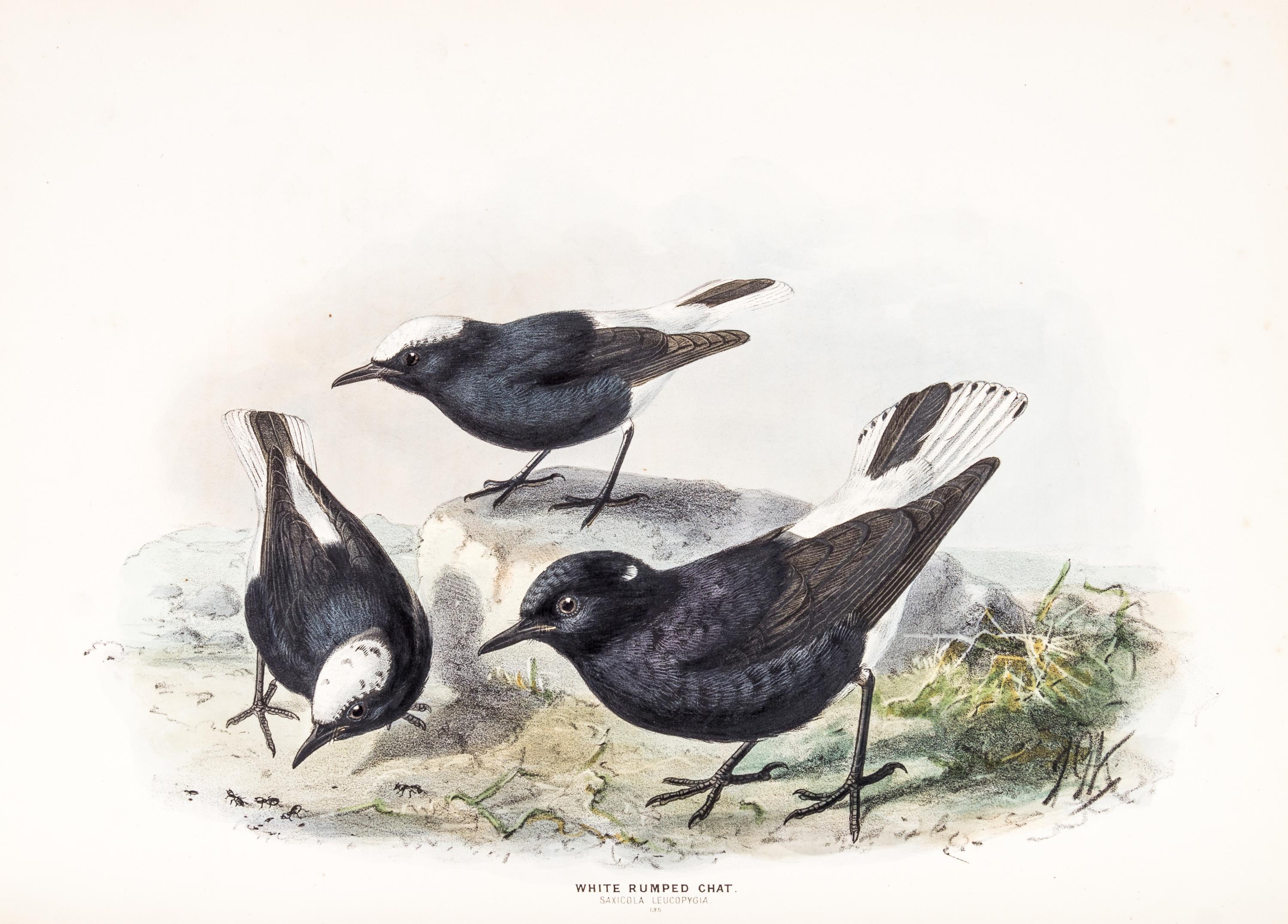 DRESSER, HENRY EELES. A History of the Birds of Europe. London, 1871-1896. Vols. 2-3 (of 9) only.
