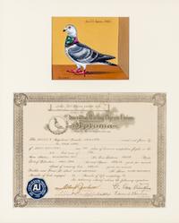 BURKE, DR. EDGAR. An archive of 12 gouache paintings of Dr. Burke's racing pigeons