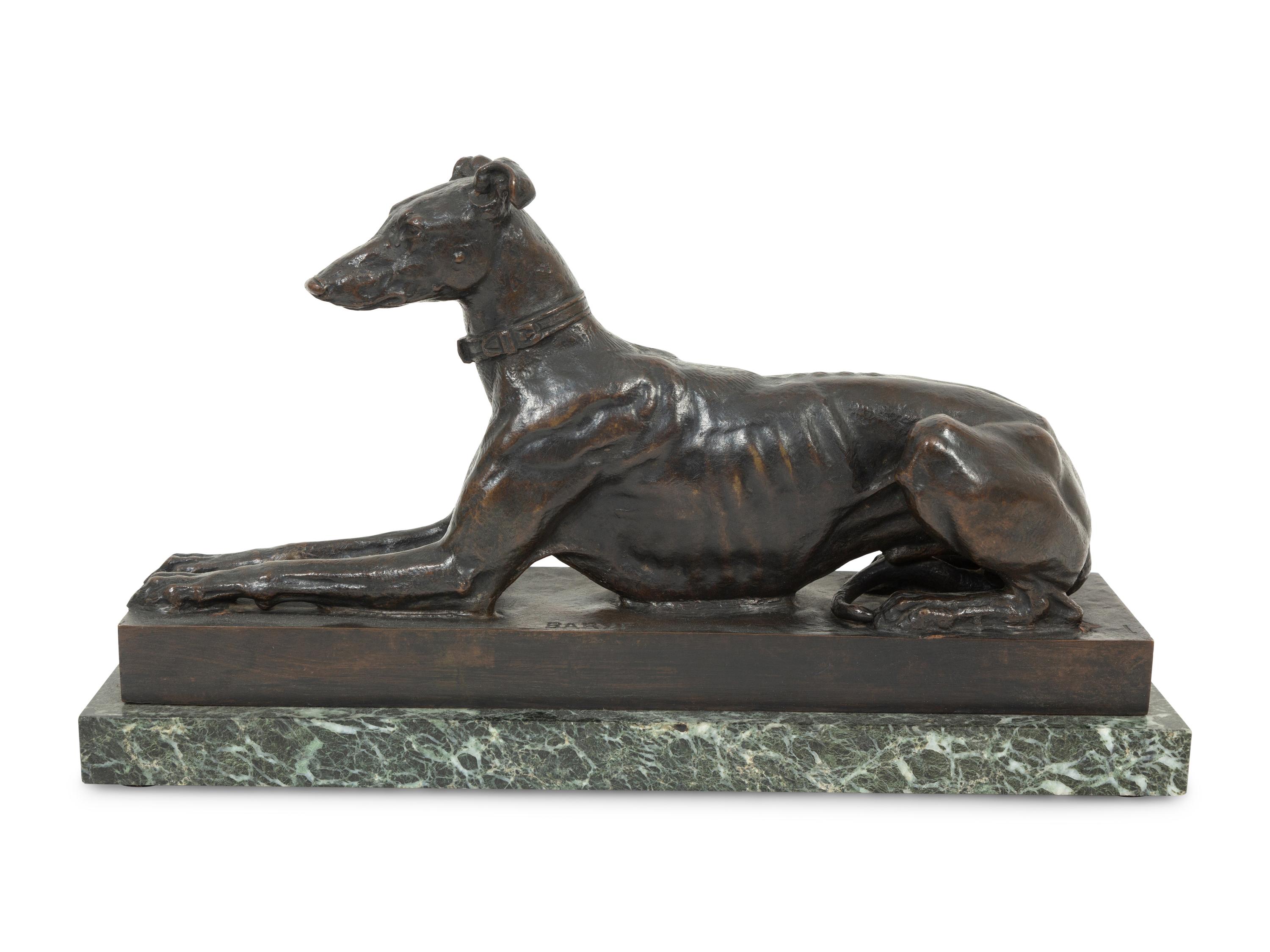 Tom, the Algerian Greyhound