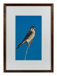 Prairie Vision: Images from a Sea of Grass (2002) Twenty Color Photographs