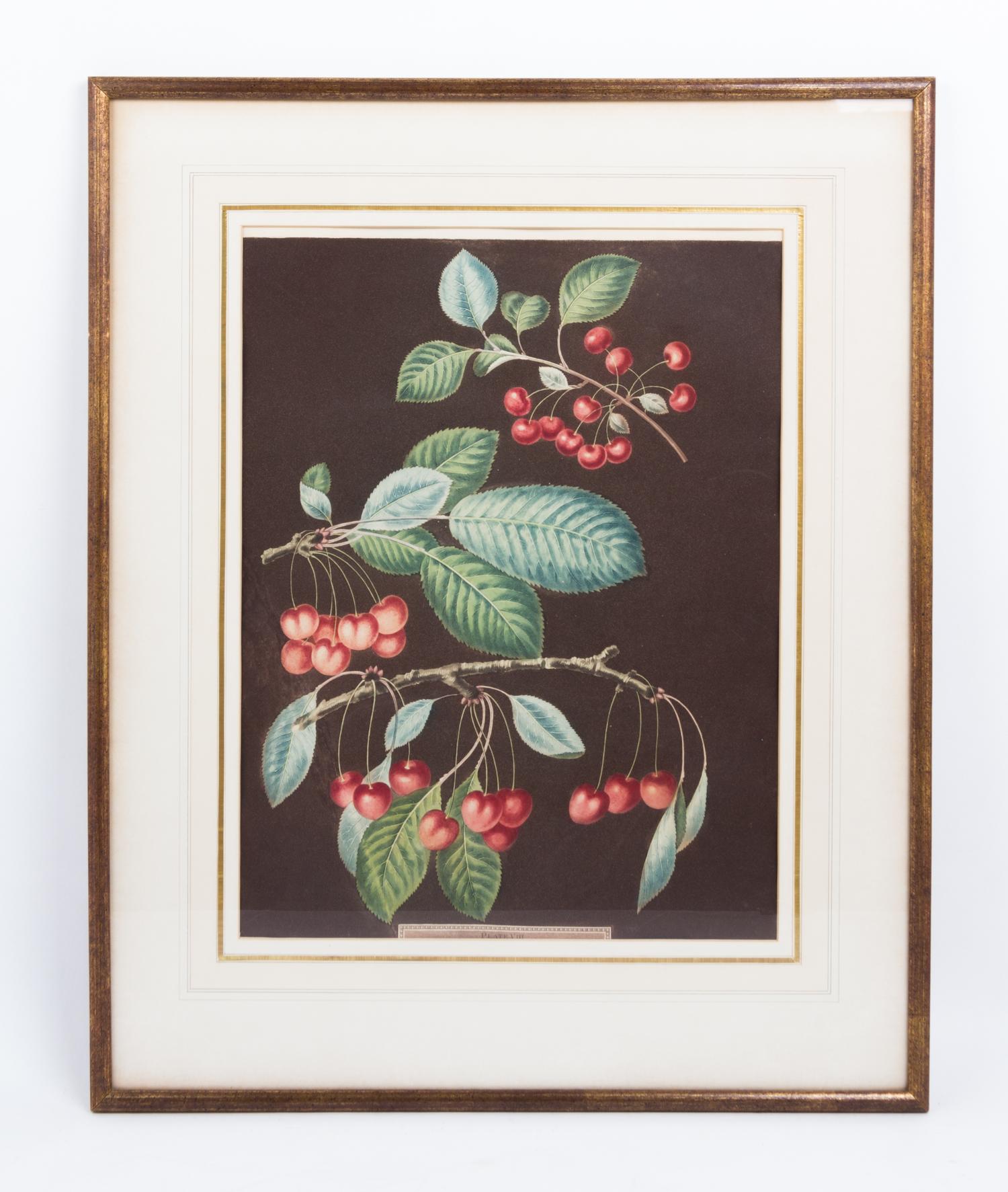A Collection of Framed Botanical Prints Height of first pair 9 3/4 x width 7 3/4 inches.